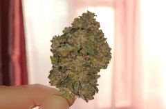 paradise bud