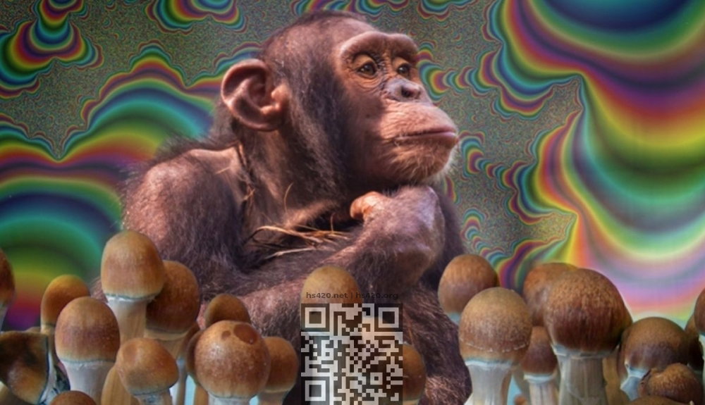 stoned-ape-theory-confirmations.jpg