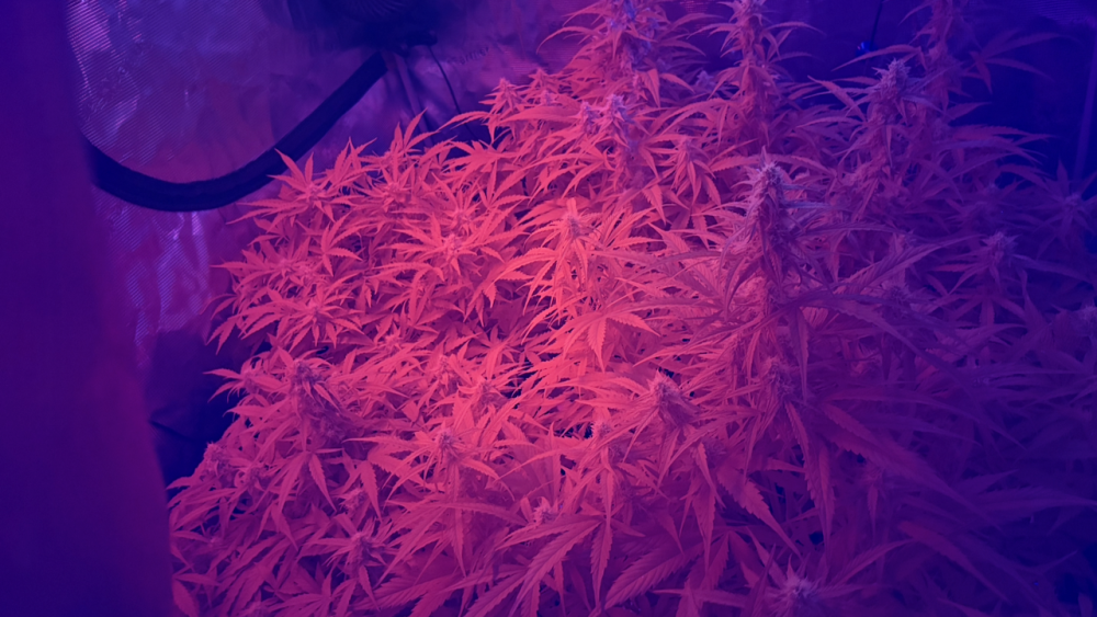 IMG_2612.thumb.png.6b5a24aa04ada584ce8528453aeecbfc.png