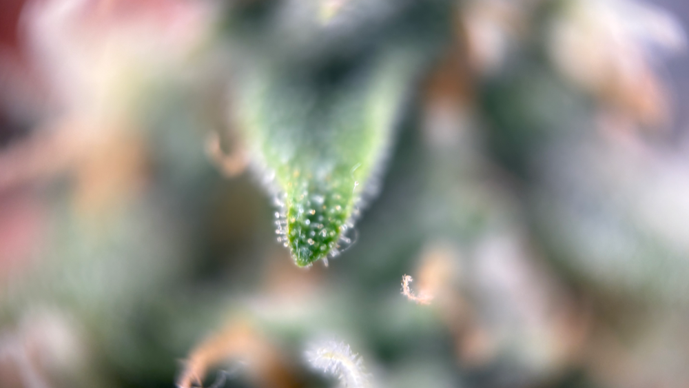 IMG_2745.thumb.png.6220ebe4e9e61f95a27e8e77bf5171cb.png