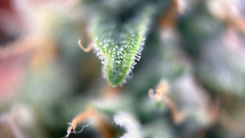 IMG_2746.thumb.png.5d3bba001f22bfdcd978bf8232a772f6.png