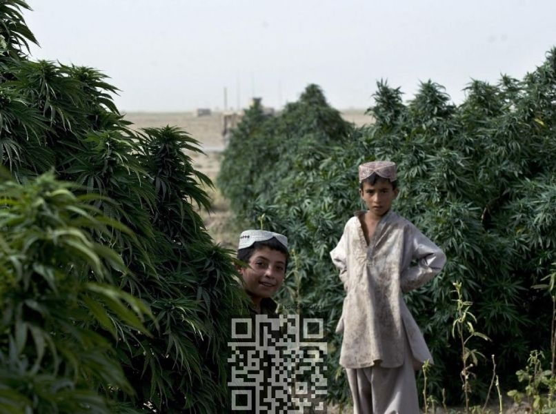afghanistan-cannabis-grow.jpg