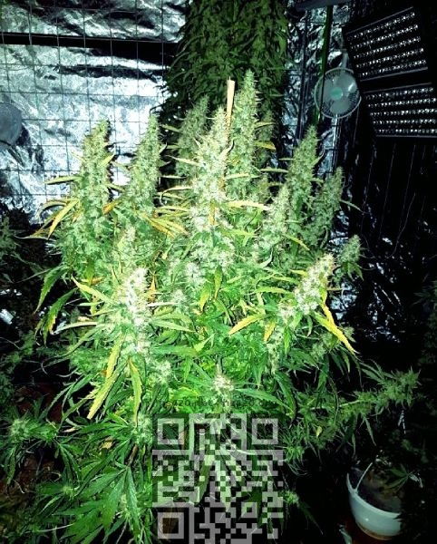 bcn-critical-xxl-auto-cannabis.jpg