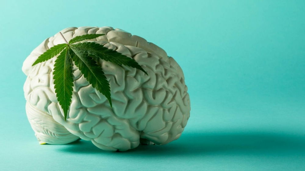 cannabis-brain.jpg