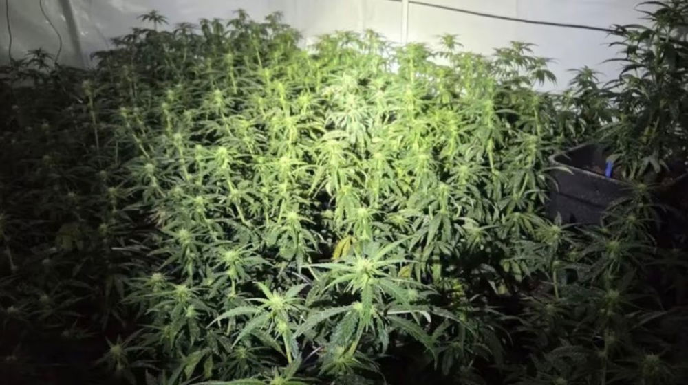 cannabis-farm-under-bridge.jpg