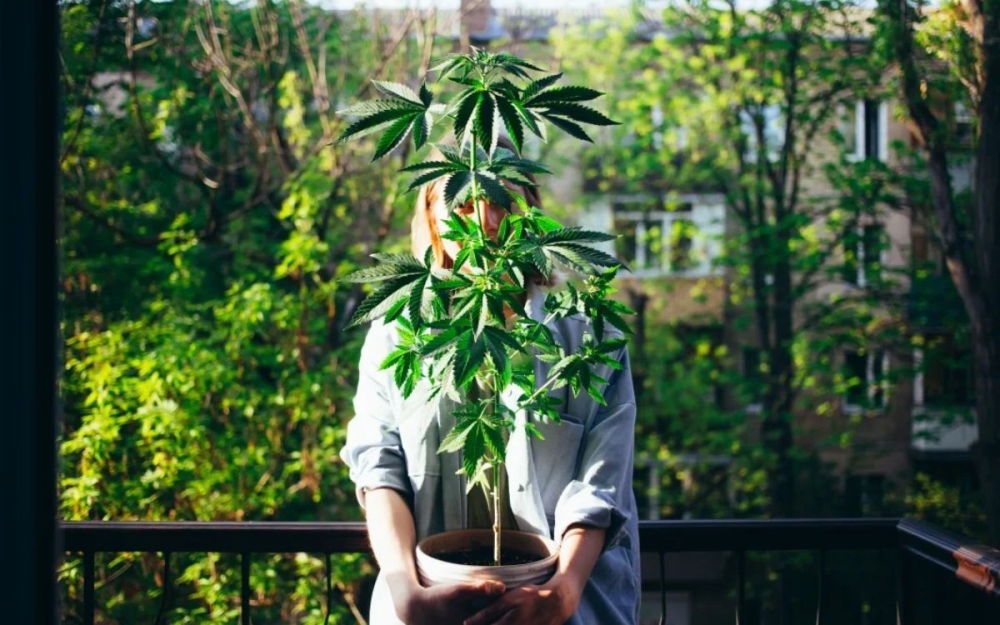 cannabis-grow-home.jpg