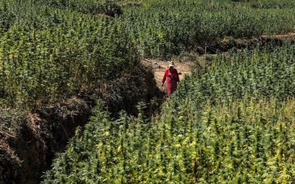 cannabis-grow-morocco.jpg