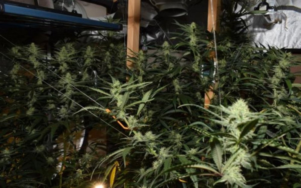 cannabis-grown-ian-claughton.jpg