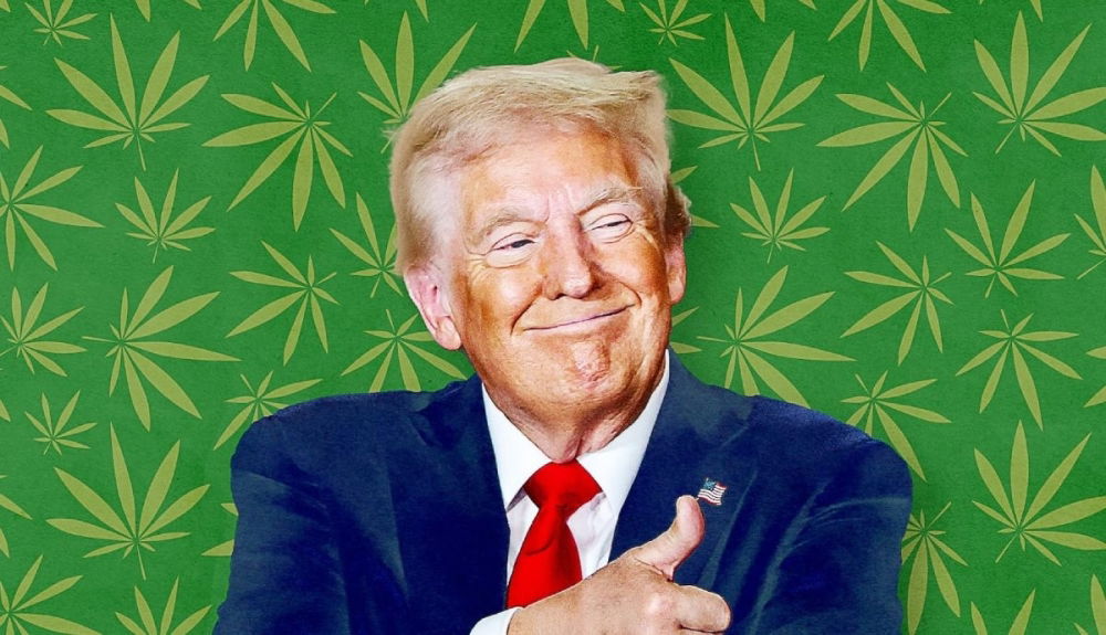 donald-trump-cannabis.jpg