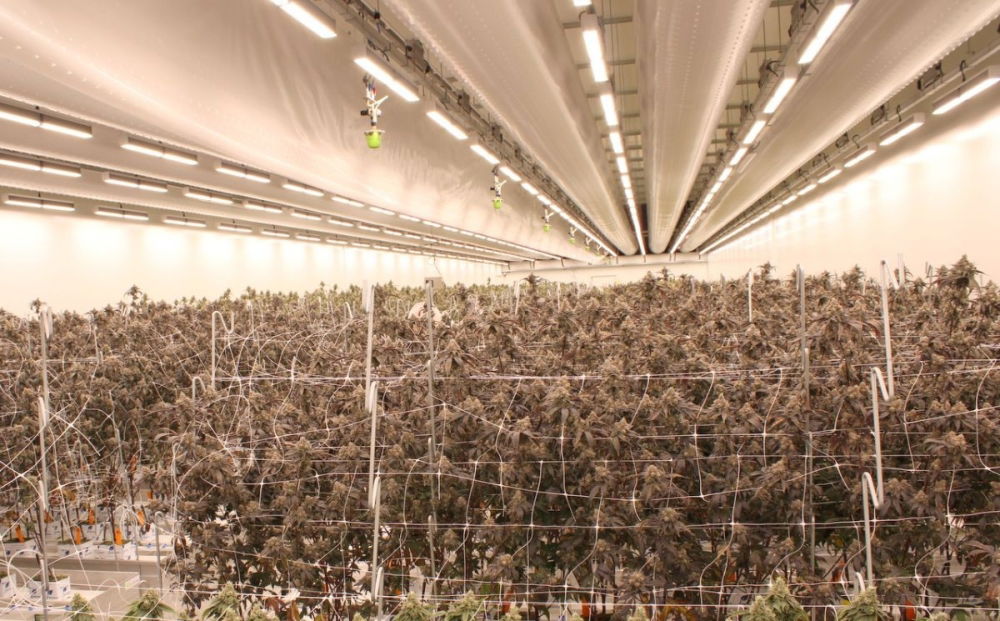 hollandse-hoogtes-cannabis-farm.jpg