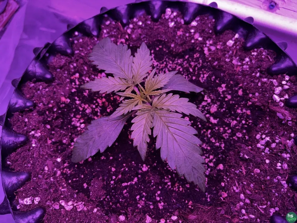 Black Magic Auto