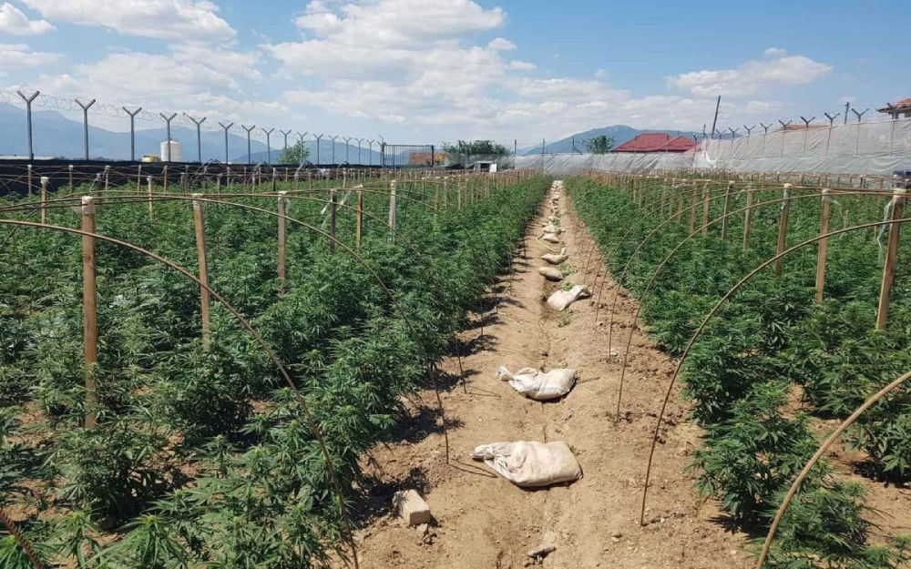 north-macedonia-cannabis-farm.jpg