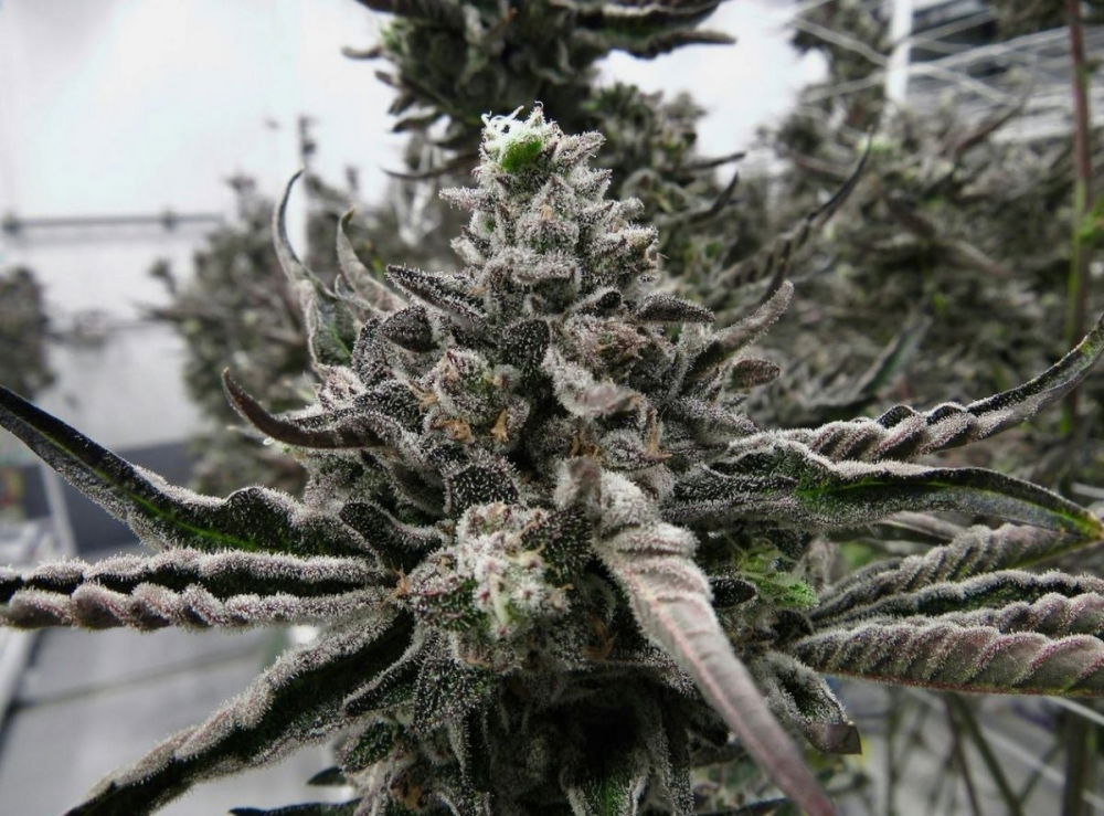permanent-marker-cannabis.jpg