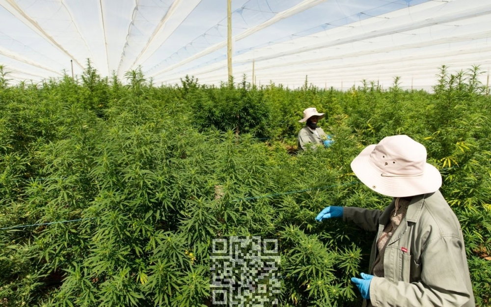 sa-cannabis-farm.jpg