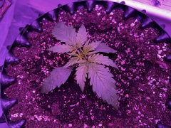 Zernoff - Black Magic auto
