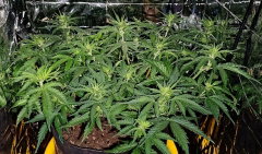 pre-flowering