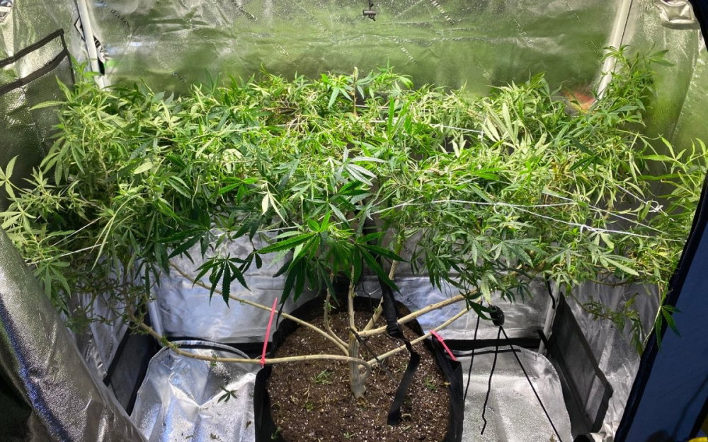 super-silver-haze-cannabis.jpg