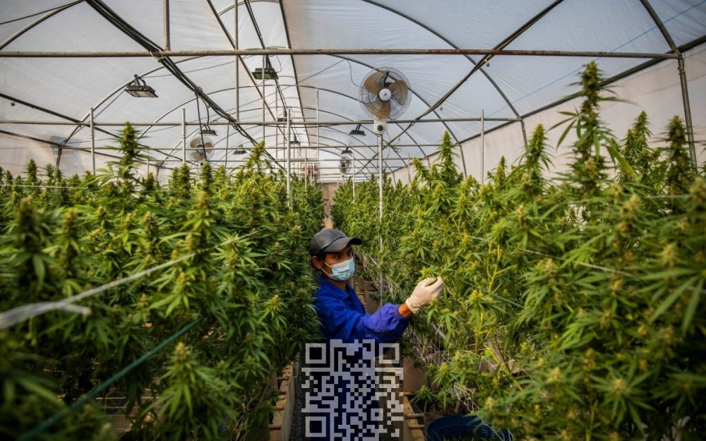 thailand-cannabis-farm.jpg