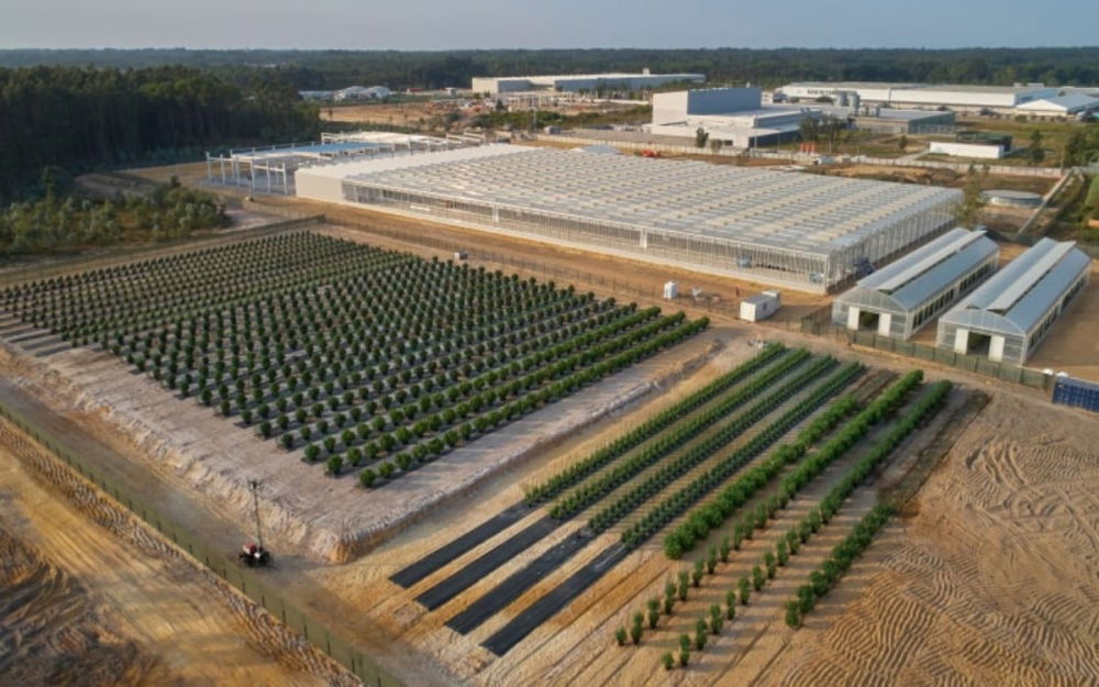 tilray-cannabis-farm.jpg