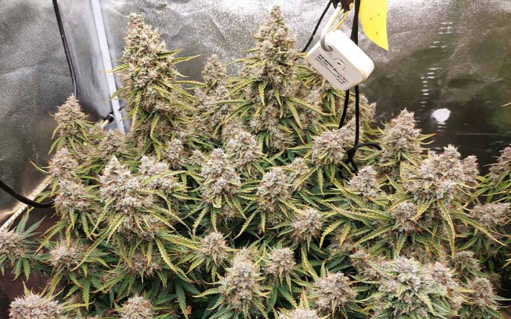 white-widow-cannabis.jpg