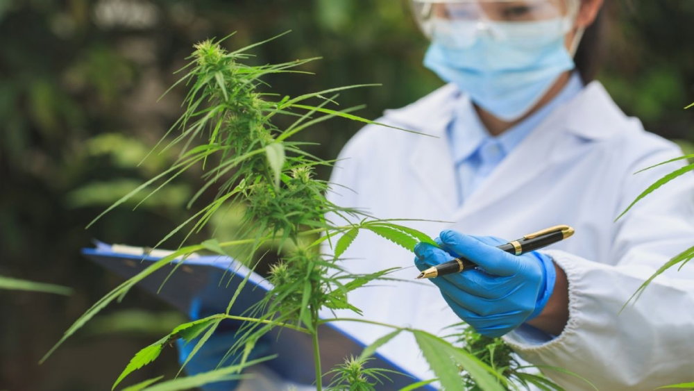 cannabis-doctor.jpg