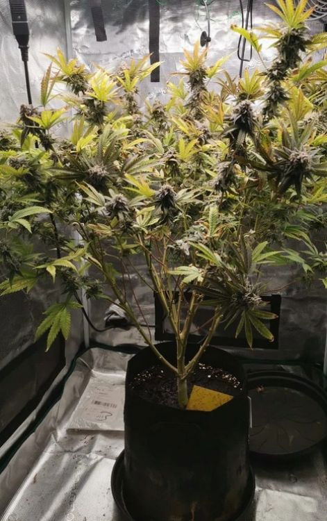 cannabis-grow-burger-kush.jpg