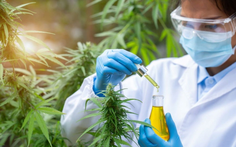 cannabis-research.jpg