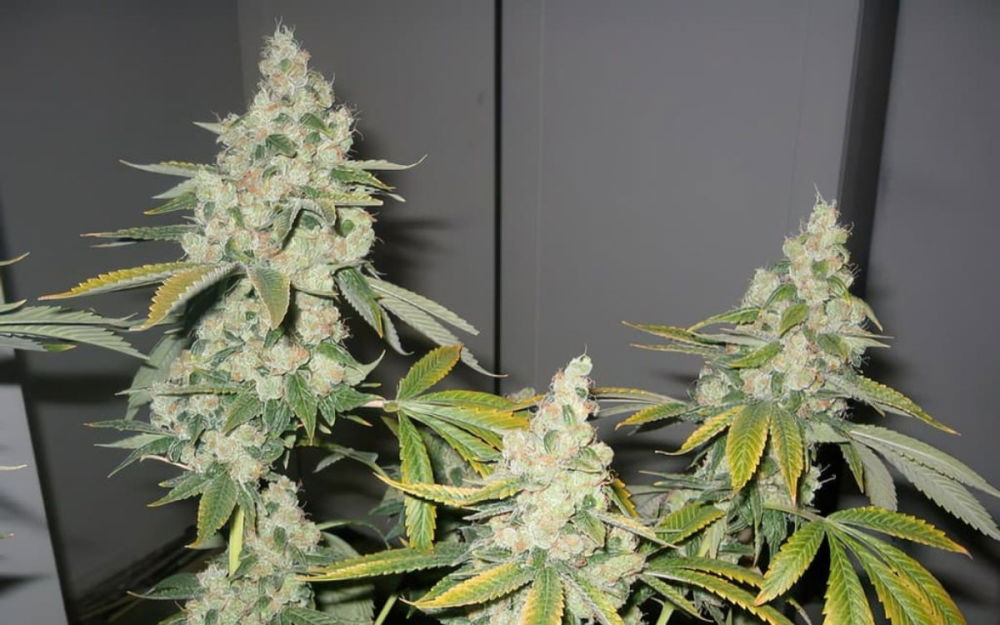 cannabis-sour-diesel.jpg