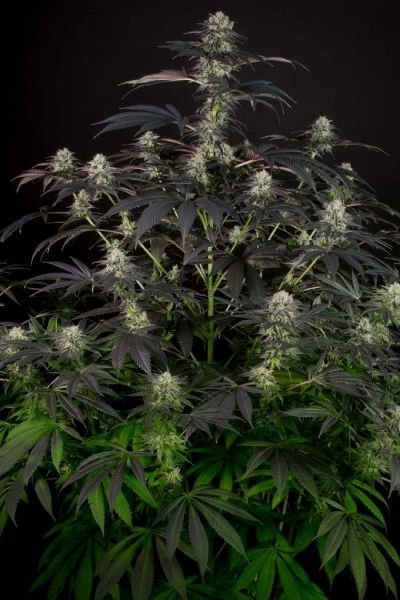 cbd-bubba-kush-cannabis.jpg