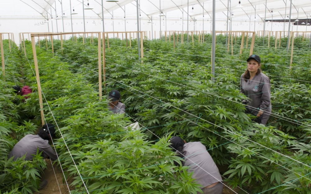 colombia-cannabis-grow.jpg