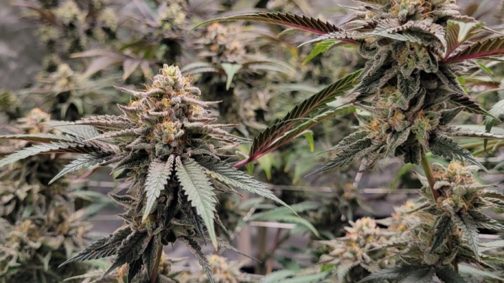 gary-payton-cannabis.jpg