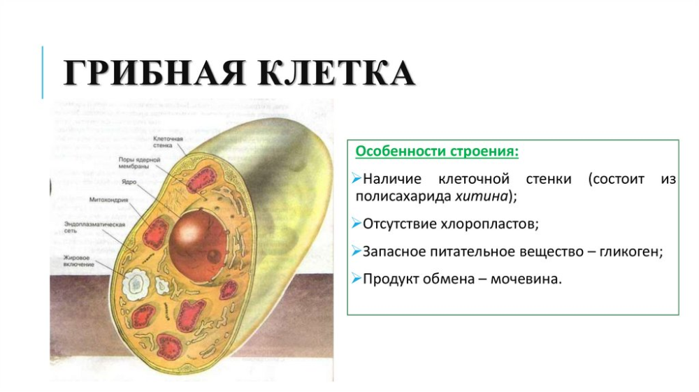 image.thumb.png.34554375406d9d95e1be9d36d06dc6e5.png