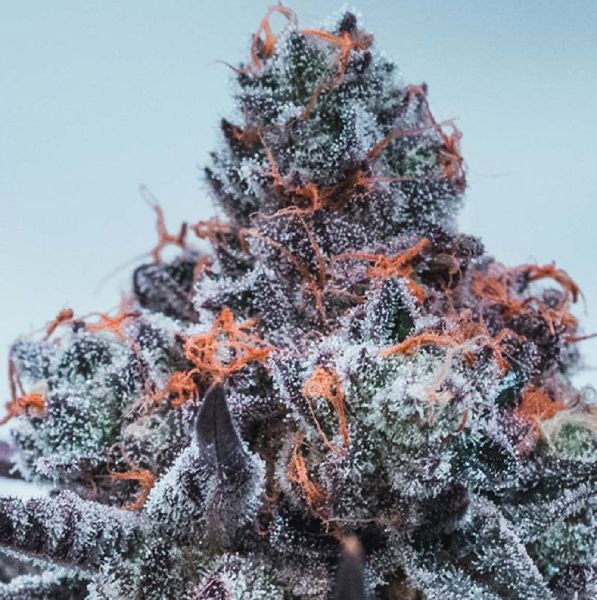 jealousy-cannabis-flower.jpg
