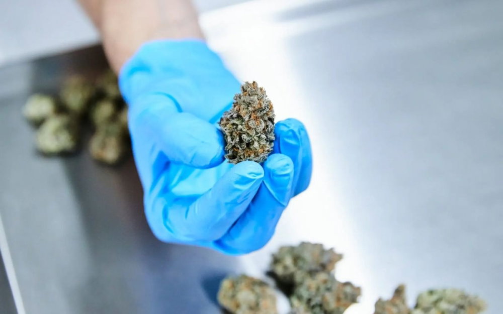 medical-cannabis.jpg
