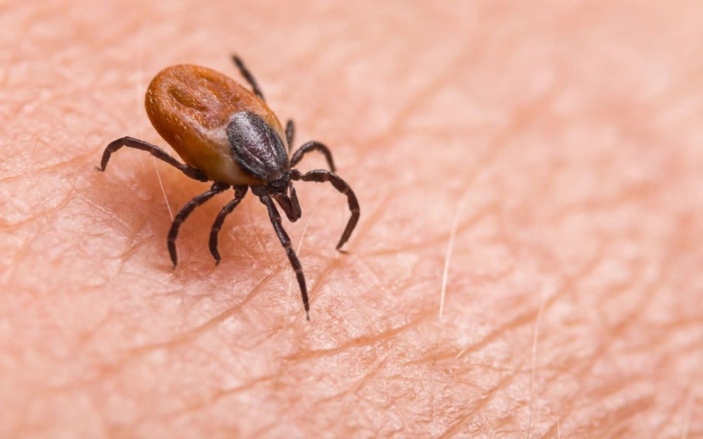 mite-lyme-disease.jpg