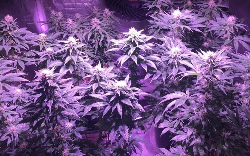 og-kush-cbd-cannabis-grow.jpg
