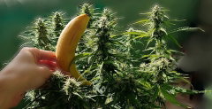 bananabud