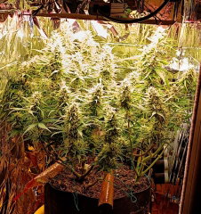 light85Wflowering.jpg