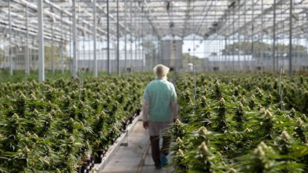 tilray-cannabis-farm.jpg