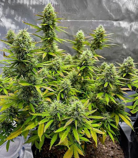wedding-cake-cannabis.jpg