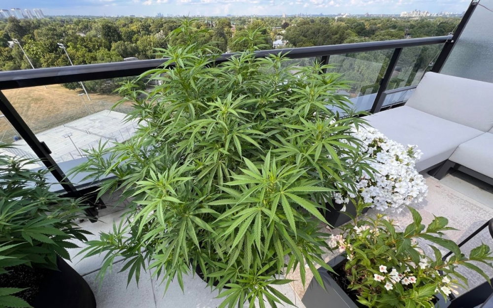 bubba-kush-cannabis.jpg