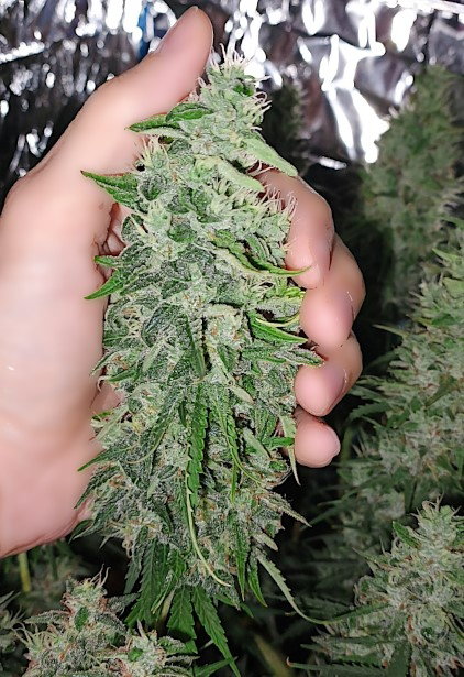 bud.jpg.9a094d89762d31dd41ad5ae1f296f4c5.jpg