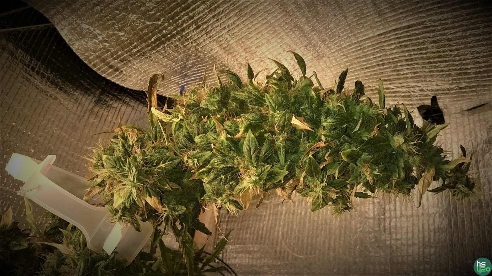WEED "ЭКСКЛЮЗИВ"