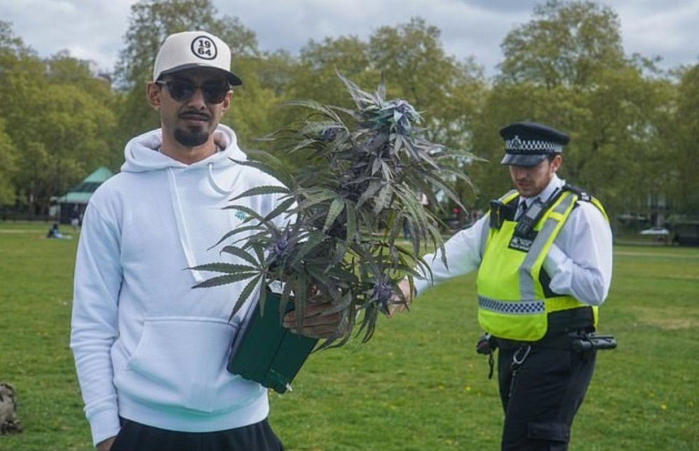 man-walking-with-cannabis-plant.jpg