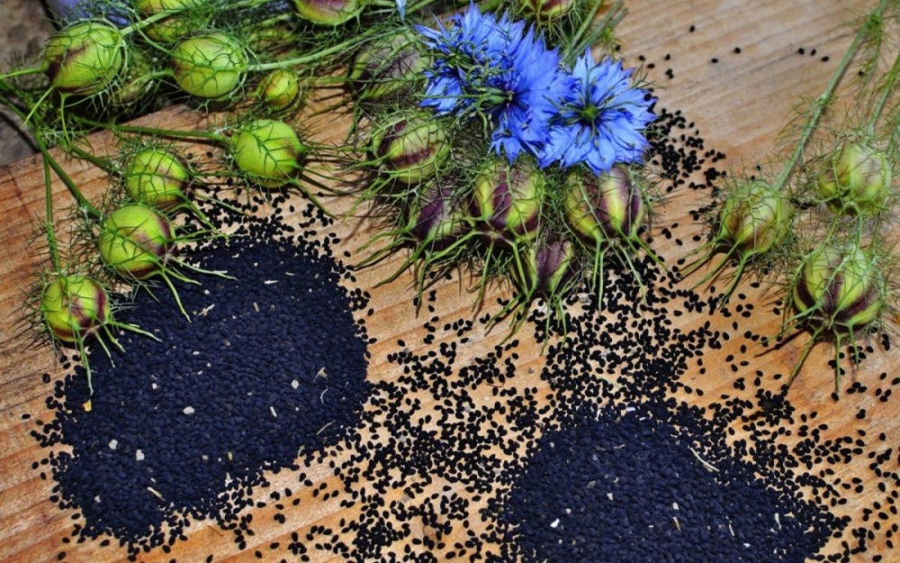 nigella-sativa.jpg