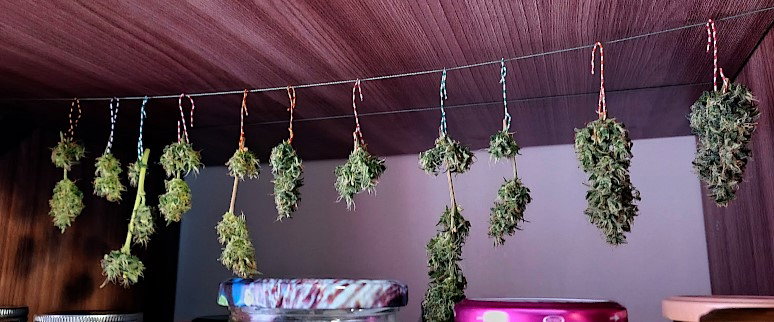 sfbuds.jpg.30f63bfd88686652f9cee9b10d396fb4.jpg