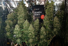 Blue Auto Amnesia