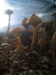 cubes1