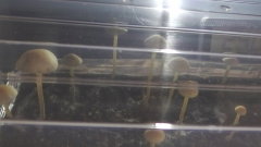 pan5