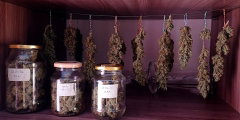 premium-lux-quality-buds